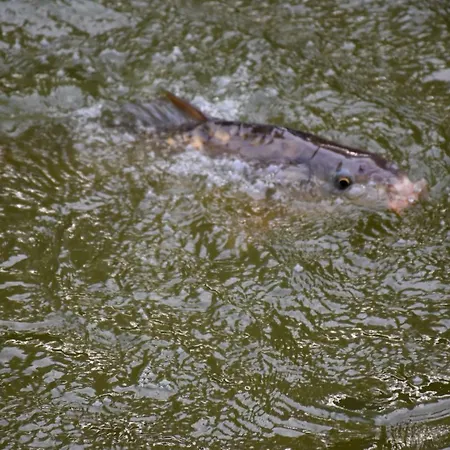 La Mare Aux Canards Alojamento de Acomodação e Pequeno-almoço 3*
