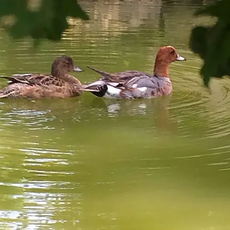 La Mare Aux Canards Panzió