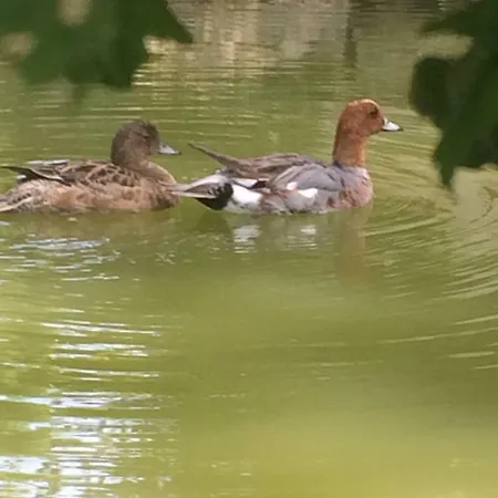 La Mare Aux Canards * Cordieux